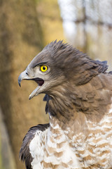 Short-toed snake eagle (Circaetus gallicus)
