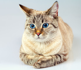 Portrait of cute cat with blue eyes