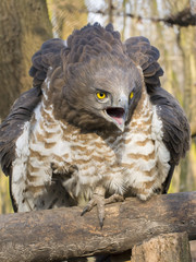 Short-toed snake eagle (Circaetus gallicus)