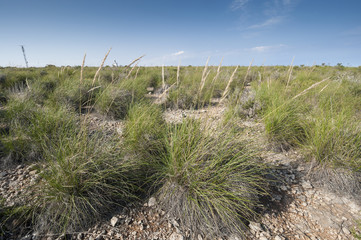 Alpha grass, Stipa tenacissima, steppe in Alicante, Spain