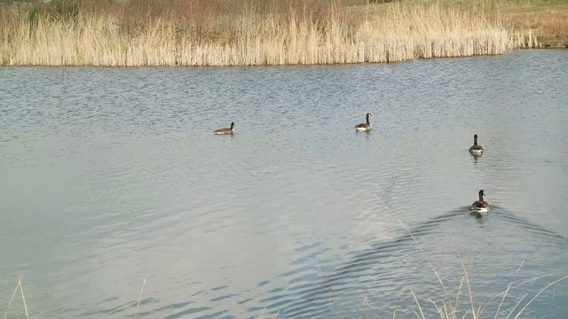 G&auml;nsev&ouml;gel im Februar