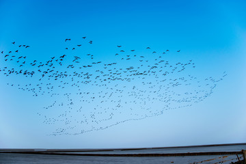 Vogelschwarm am blauen Himmel