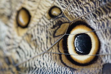 Obraz premium Butterfly Wing