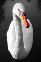 Fototapeta premium Swan portrait on water