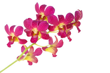 pink orchids flower isolated on white spring background