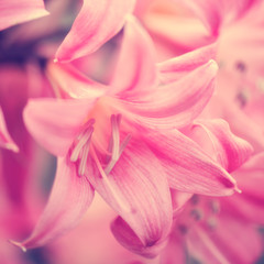 Obraz premium Amaryllis hippeastrum in pink pastel color