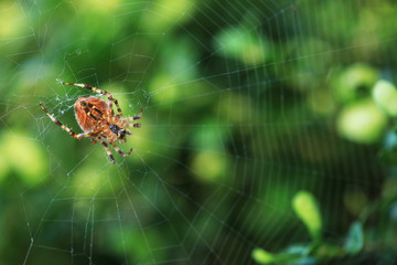 spider's web