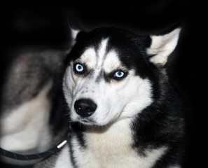 Syberian Husky