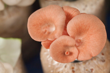 Pleurotus djamor mushroom