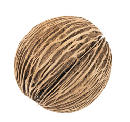 Cerbera dry fruit on white background