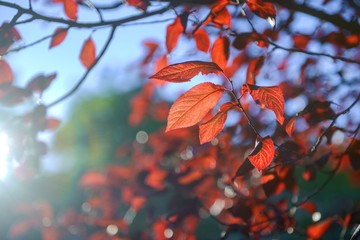 Red leaves in autumn
