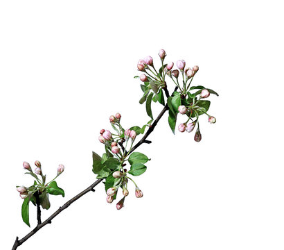 Blossoming apple branch in early spring isolated