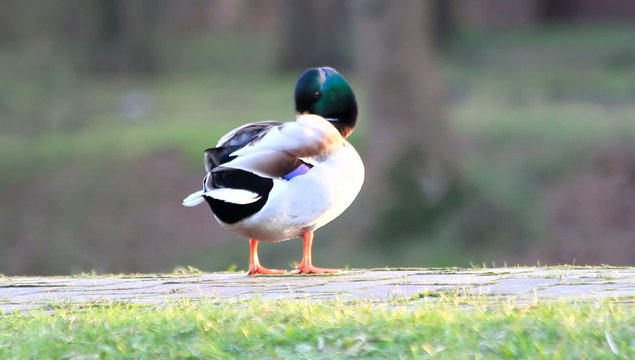 Ente Erpel Stockente sch&uuml;ttelt Wasser vom Gefieder, Reinigung 