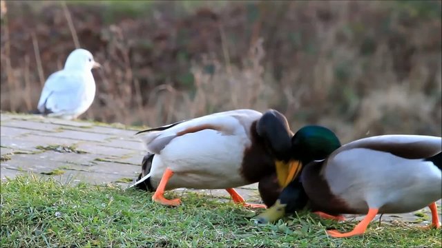 Enten Erpel Stockenten k&auml;mpfen miteinander