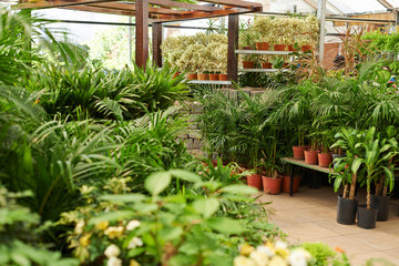 Viele Pflanzen in einem Blumenladen
