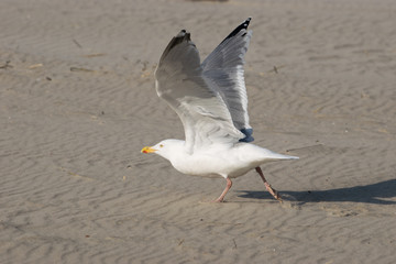 Möwe startklar