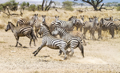 Fototapeta na wymiar Two zebras fighting at the plains of Serengeti