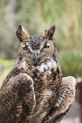 Owl portrait with yellow eyes in nature