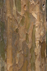 Bark texture of Japanese Stewartia - organic colors and pattern.