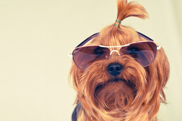 Cute dog in pink sunglasses