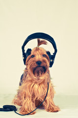 Funny dog with headphones
