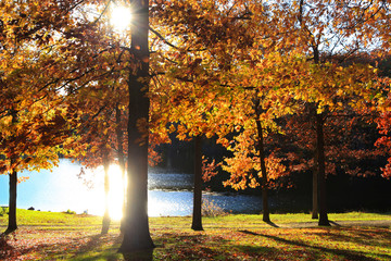 Sun reflections in autumn morning