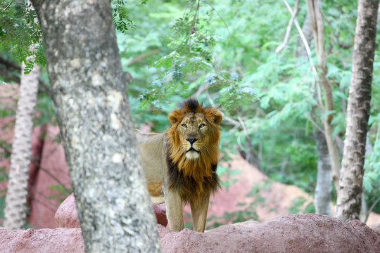 Wild lion behind the tree