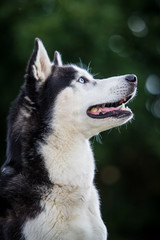 Husky Portrait