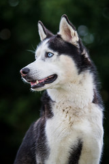 Husky