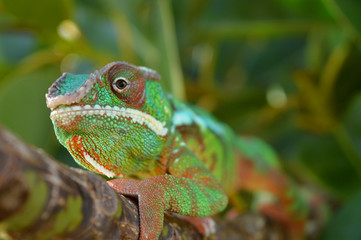 Panther Chameleon (furcifer pardalis)