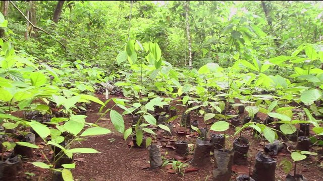Mahogany seedlings (Swietenia macrophylla)
