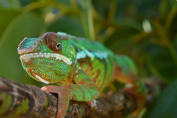 Panther Chameleon (furcifer pardalis)