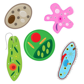 vector illustration of unicellulars schemats set