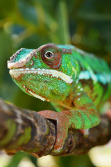 Panther Chameleon (furcifer pardalis)