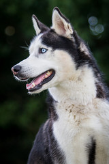 Siberian Husky