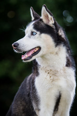 Siberian Husky
