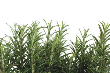 Branches of rosemary on white background