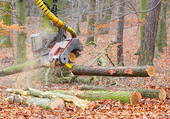 The harvester working in a forest.