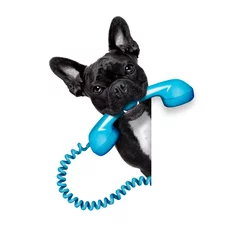 Acrylic prints Crazy dog dog phone telephone