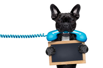 dog phone telephone