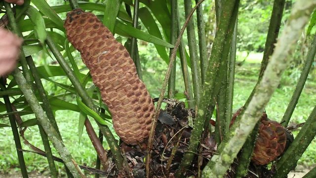 Cycad (Zamia ulei) with a cone