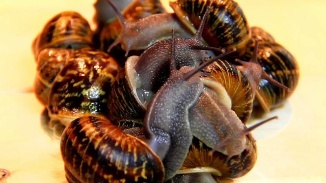 Big garden snails  on a wooden surface