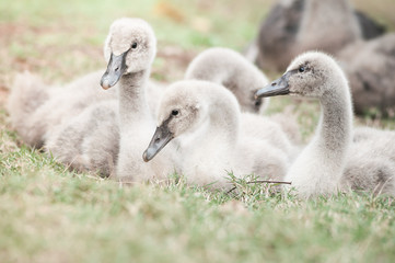 Goslings on grass