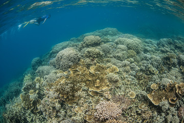 Naklejka na ściany i meble Coral Reef and Snorkeler