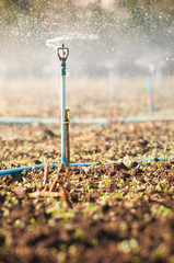Water sprinkler.
