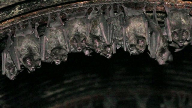 Bats roosting in a road culvert in the Ecuadorian Amazon