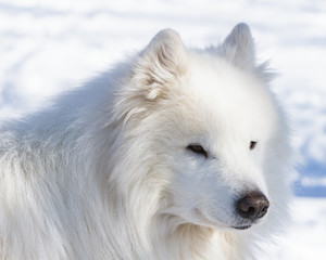 Fototapeta premium Winter portrait of a white dog of the Samoyed