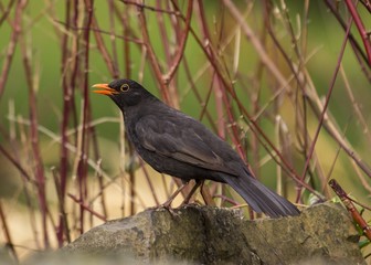 Blackbird (Male)