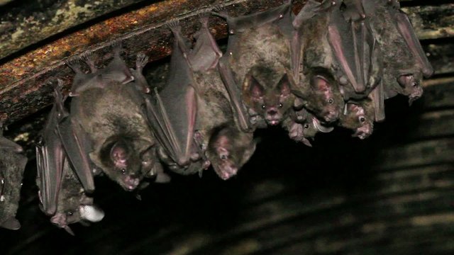 Bats roosting in a road culvert in the Ecuadorian Amazon