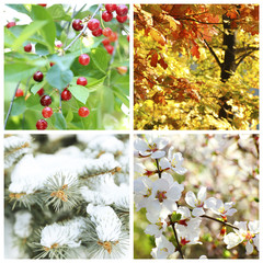 Four seasons collage: winter, spring, summer, autumn © Africa Studio